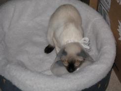 more kittens